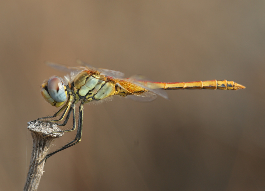 3 Sympetrum