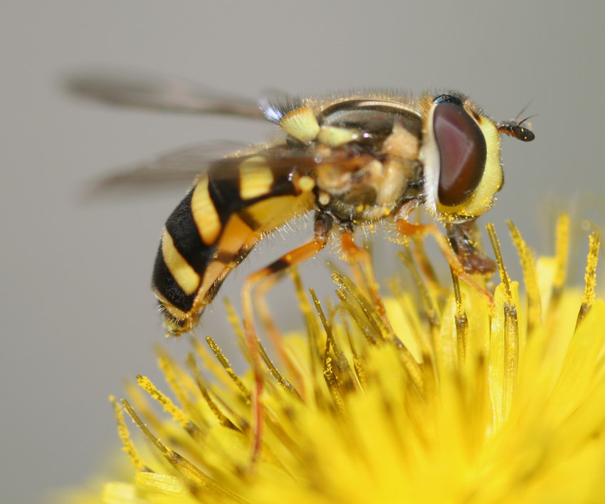 Dasysyrphus albostriatus