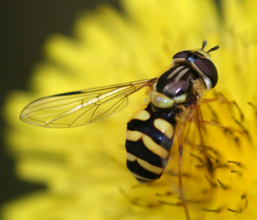 Dasysyrphus albostriatus