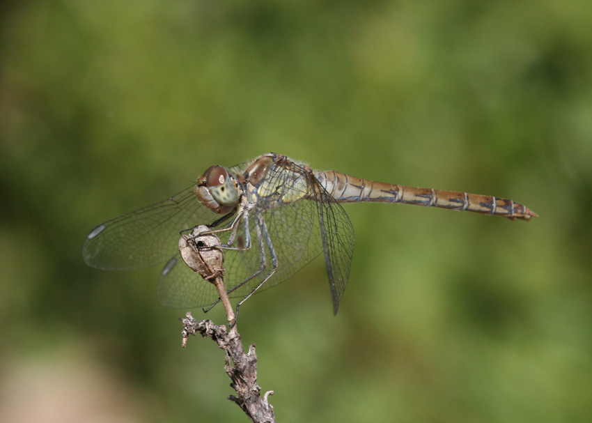 Sympectrum strilatum?