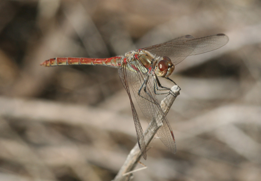 Sympectrum strilatum?