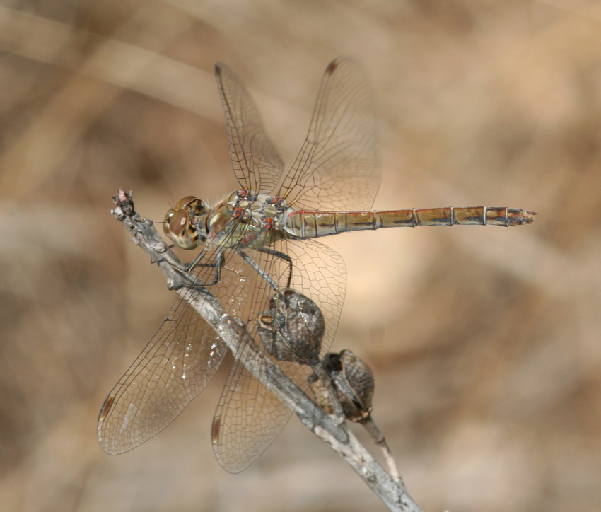 Sympectrum strilatum?