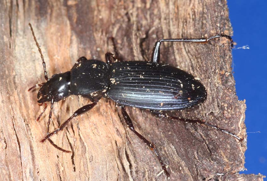 2 Carabidae.