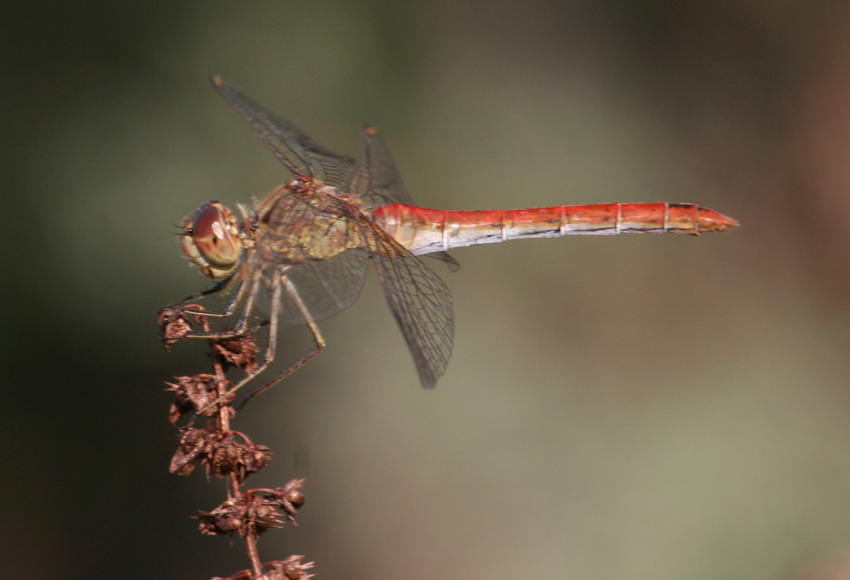 3 Sympetrum