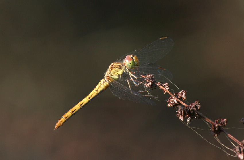 3 Sympetrum