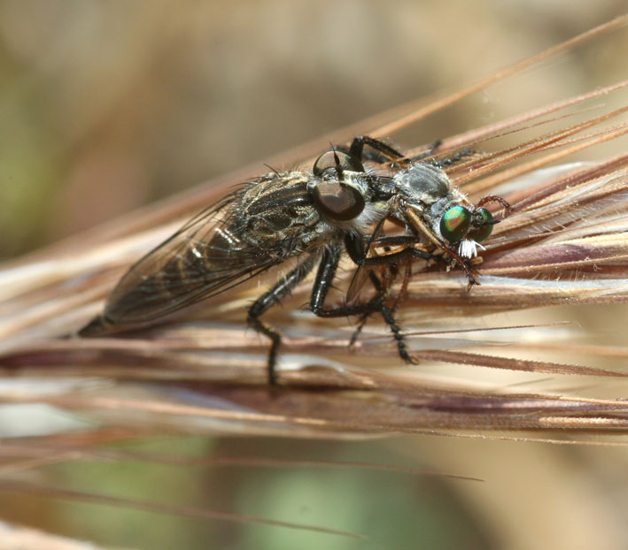 Asilidae: preda