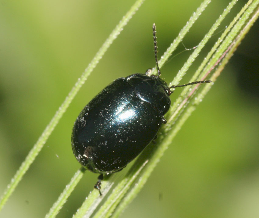 Chysomelidae nera: Chrysolina cfr. quadrigemina