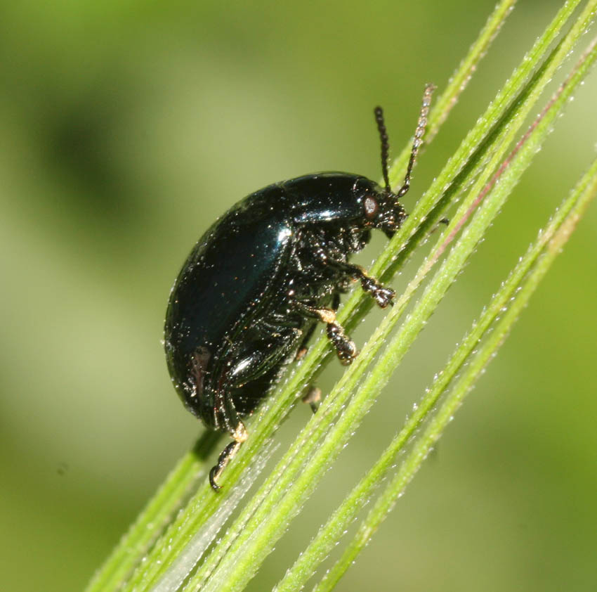 Chysomelidae nera: Chrysolina cfr. quadrigemina