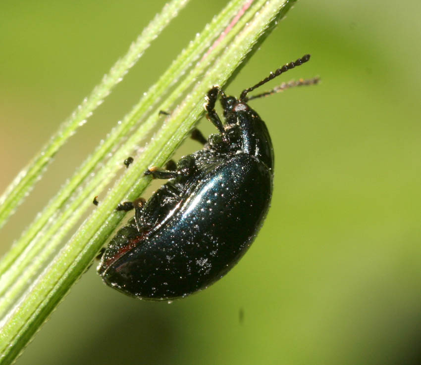 Chysomelidae nera: Chrysolina cfr. quadrigemina