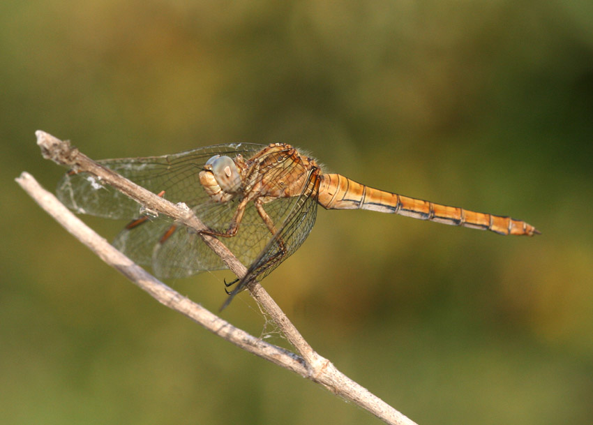 Libellule del rio Mannu.