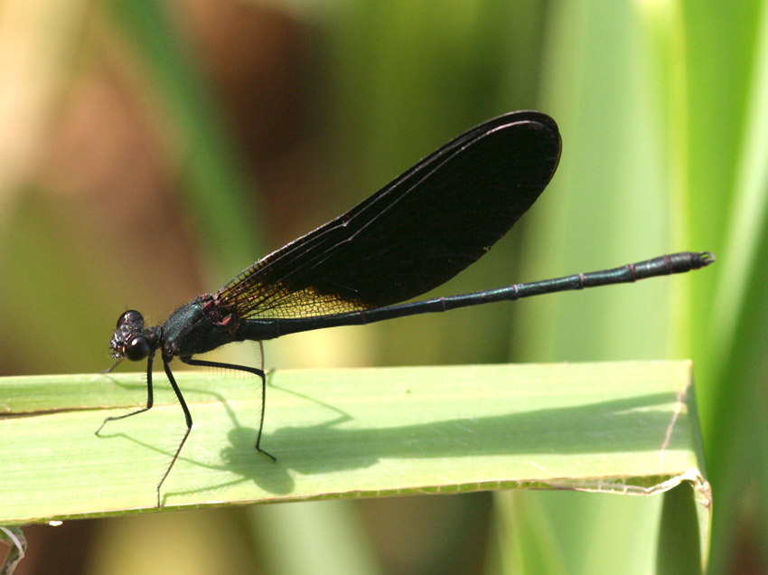 Libellule del rio Mannu.