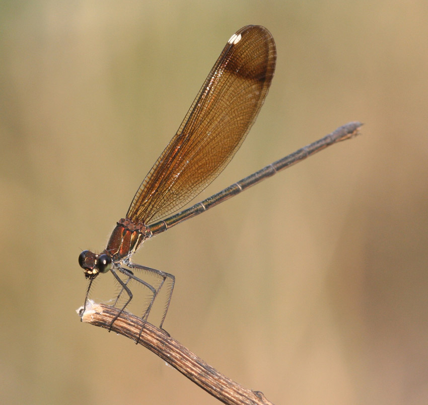 Libellule del rio Mannu.