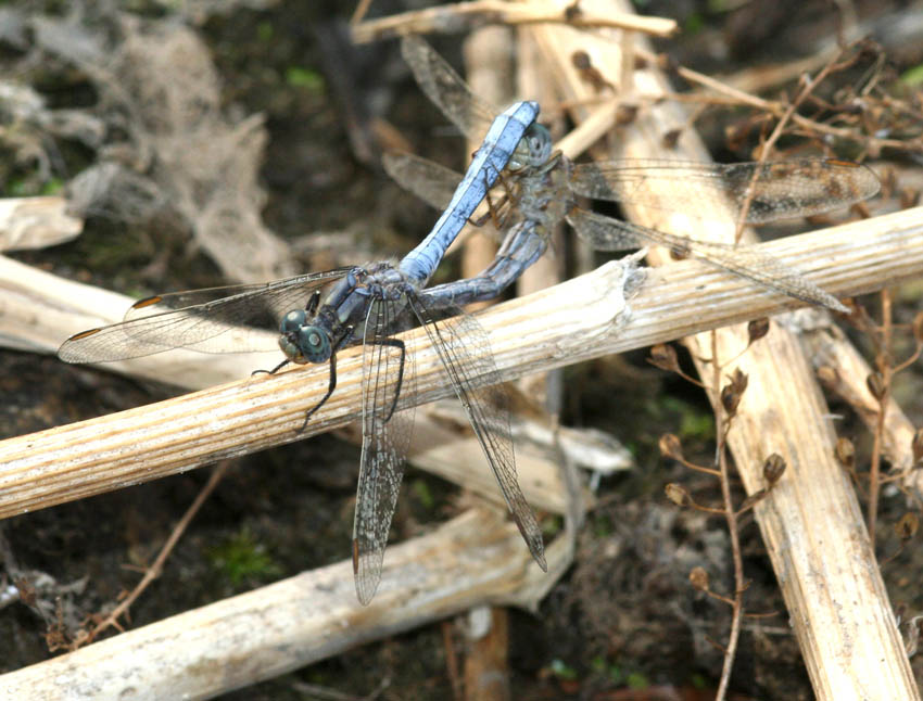 Libellule del rio Mannu.