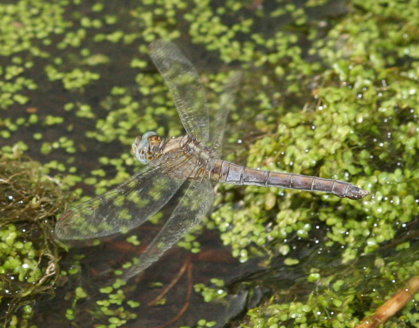 Libellule del rio Mannu.