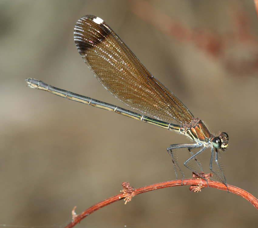 Libellule del rio Mannu.