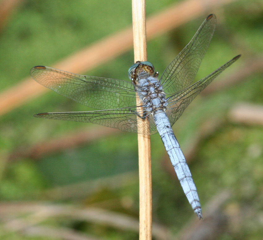 Libellule del rio Mannu.