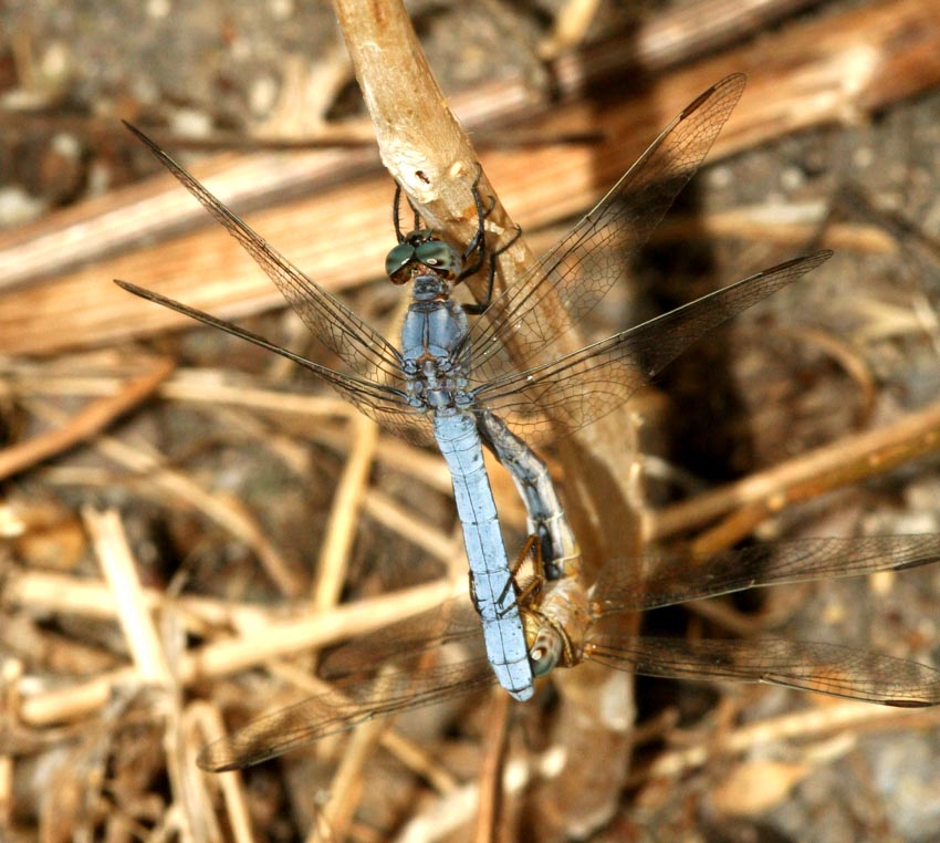 Libellule del rio Mannu.