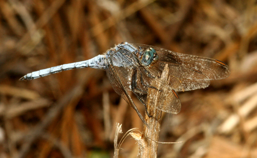 Libellule del rio Mannu.