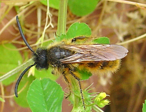 Dasyscolia ciliata?