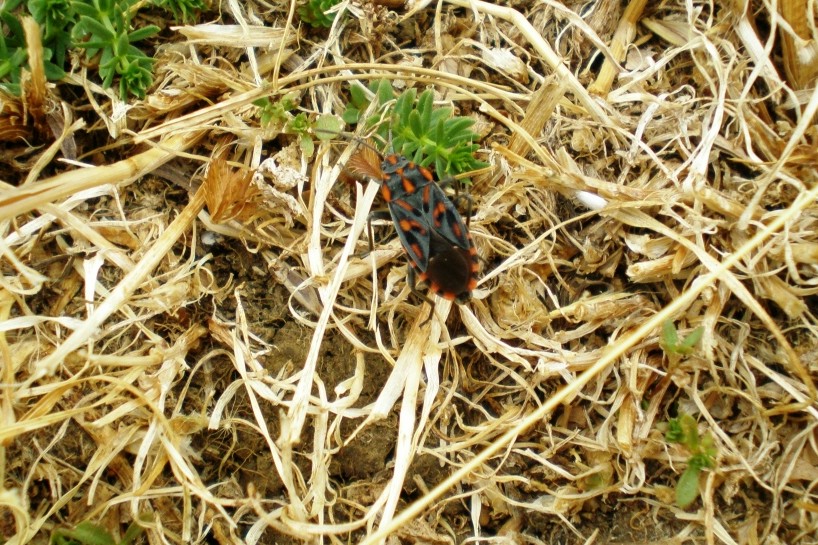 Spilostethus saxatilis