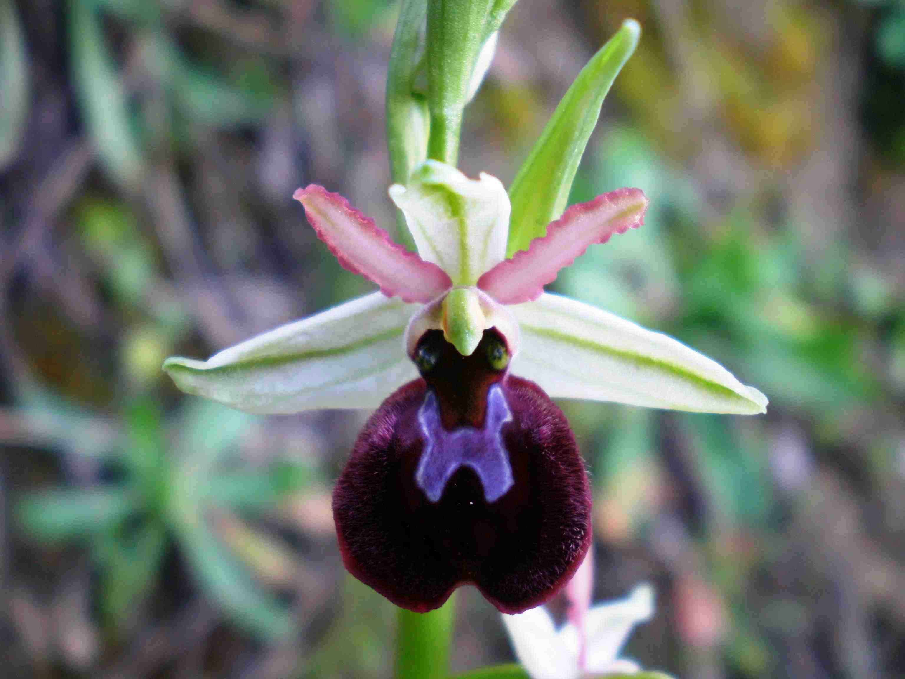 Ophrys panormitana