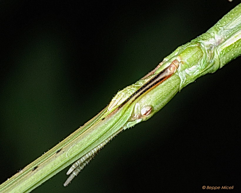 Phasmatodea -  Bacillus rossius