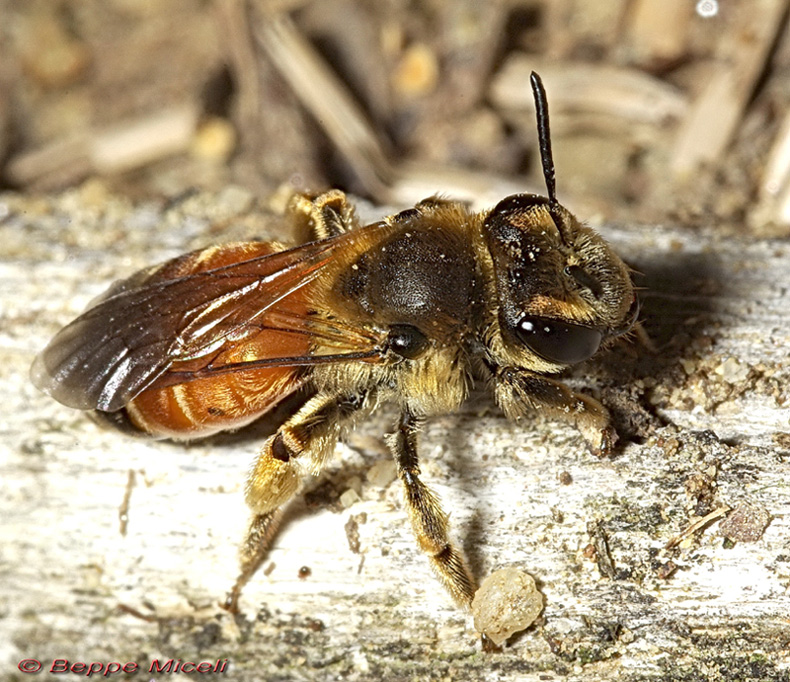 Andrena sp.