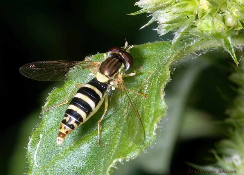 Sphaerophoria sp.