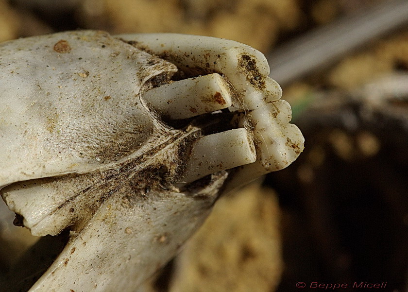 Cranio di lagomorfo