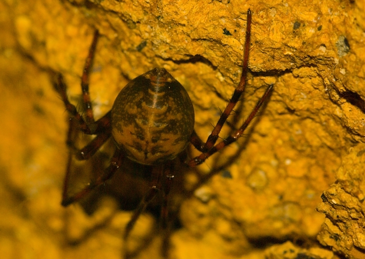 ragno trovato in grotta: Meta menardi