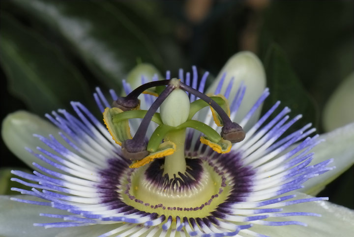 Passiflora caerulea / Passiflora (pianta coltivata)