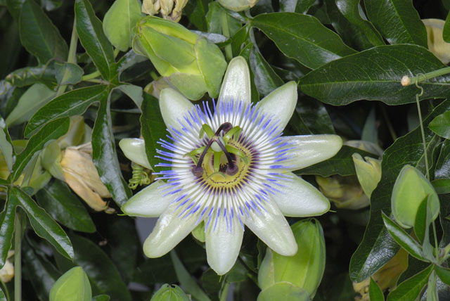 Passiflora caerulea / Passiflora (pianta coltivata)