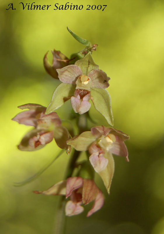 Epipactis helleborine / Elleborine comune