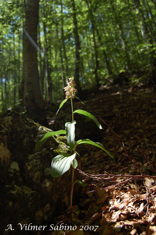 Epipactis helleborine / Elleborine comune