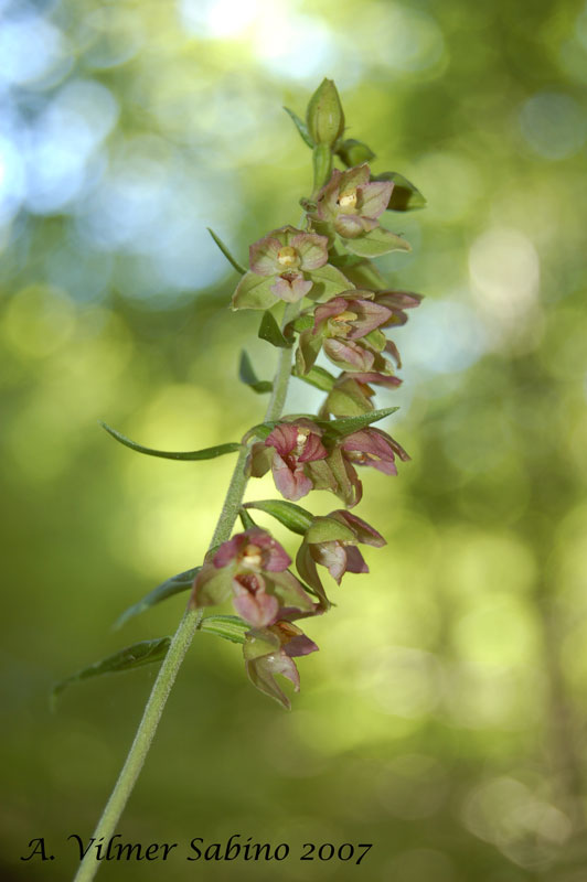 Epipactis helleborine / Elleborine comune