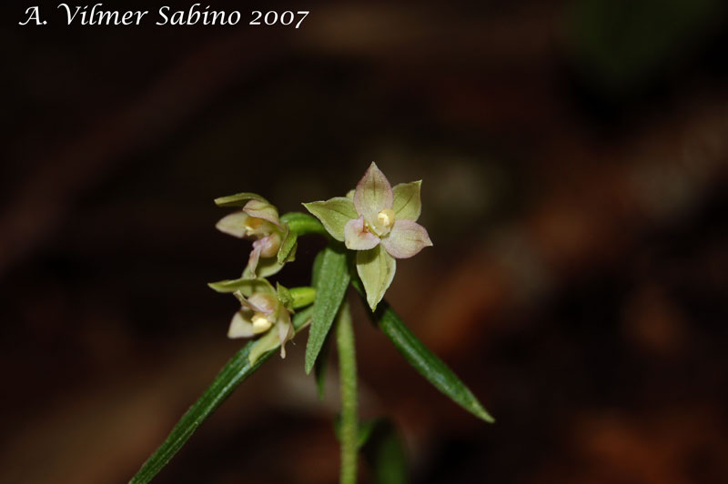 Epipactis helleborine / Elleborine comune