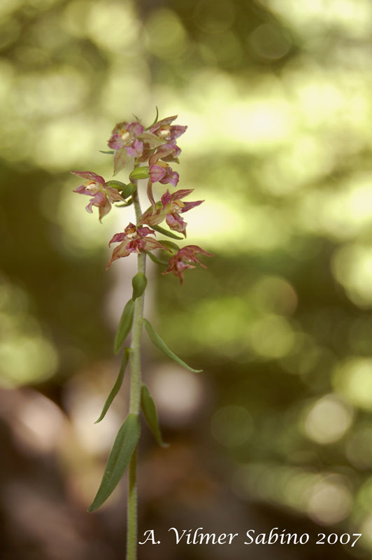 Epipactis helleborine / Elleborine comune