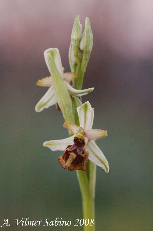 Ophrys archipelagi ... in provincia di Bari