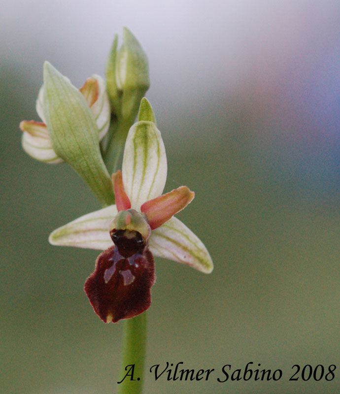 Ophrys archipelagi ... in provincia di Bari