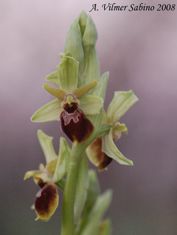 Ophrys archipelagi ... in provincia di Bari