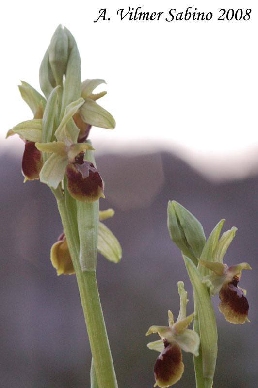 Ophrys archipelagi ... in provincia di Bari