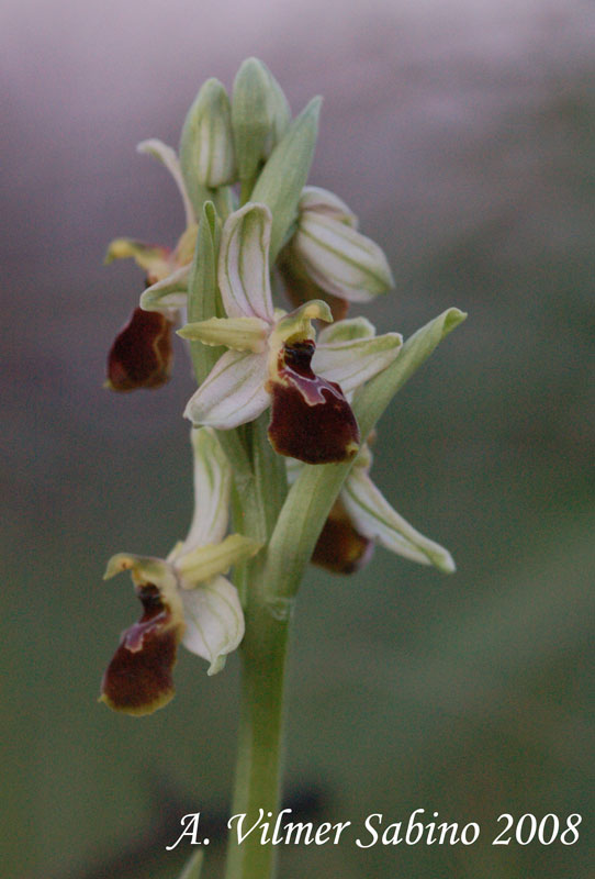 Ophrys archipelagi ... in provincia di Bari