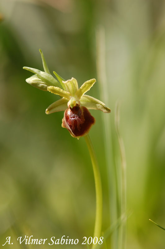 Ophrys exaltata (O. mateolana)