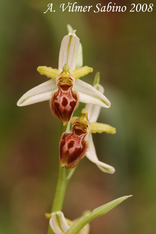 Ophrys exaltata (O. mateolana)
