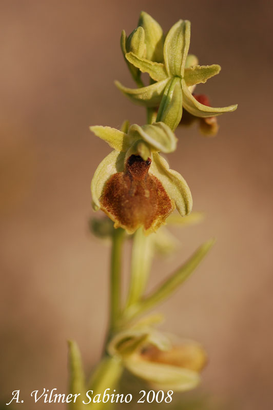 Ophrys  sp.