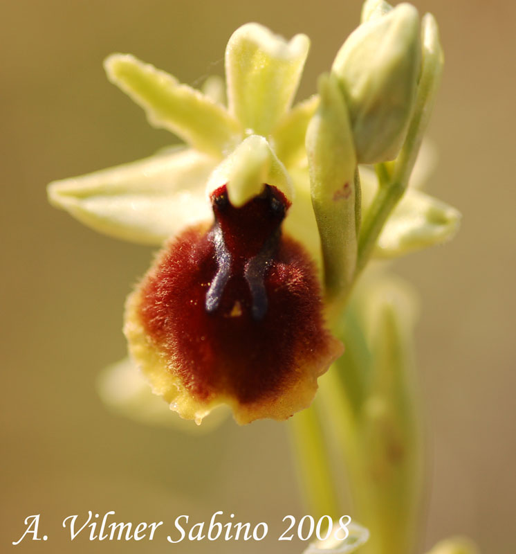 Ophrys  sp.