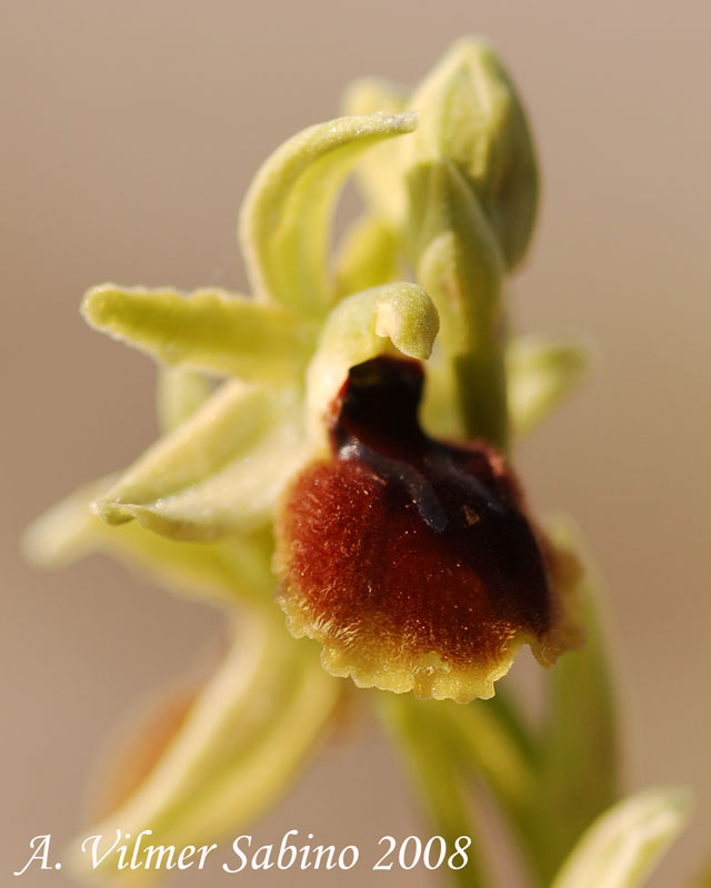 Ophrys  sp.