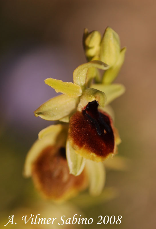 Ophrys  sp.