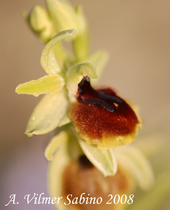 Ophrys  sp.