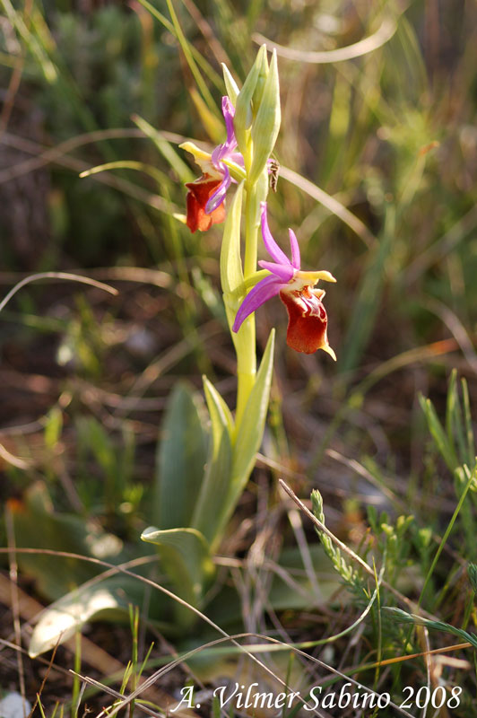 Ophrys apulica